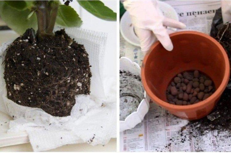 Transplantation - Soins à domicile Kalanchoe