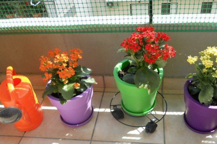 Arrosage - Soins à domicile Kalanchoe