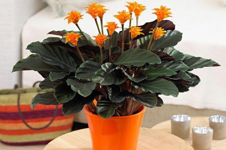 Calathea Crocata - Types de Calathea