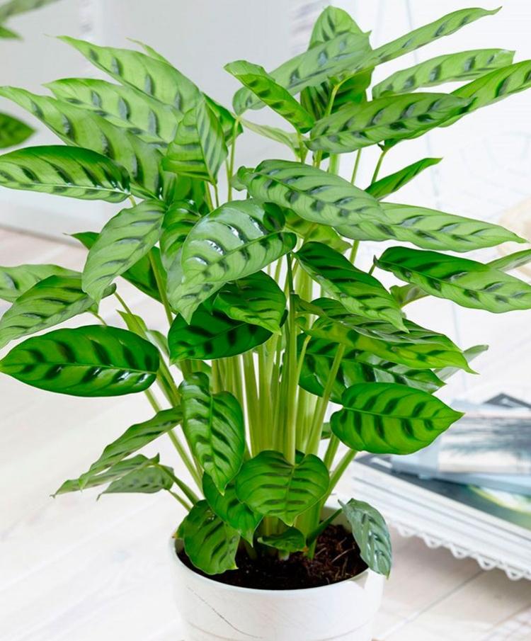 Léopard de Calathea - Types de calathea