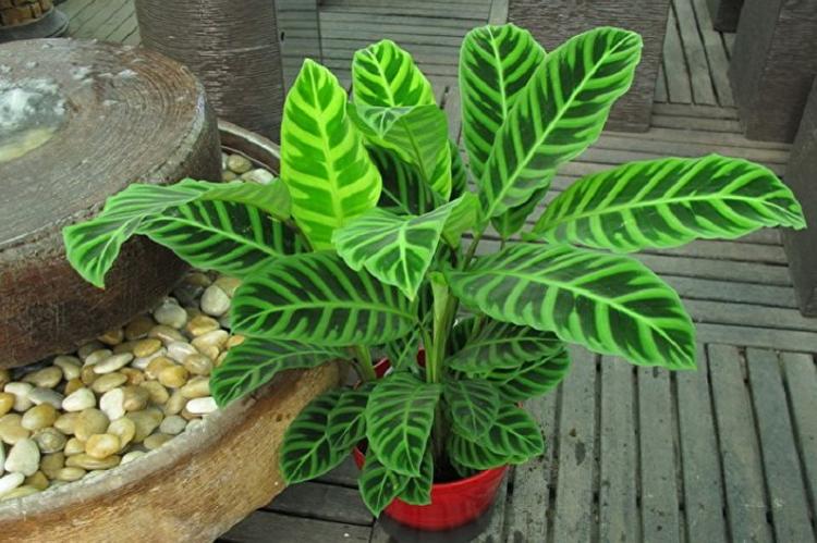 Calathea zebra - Types de calathea