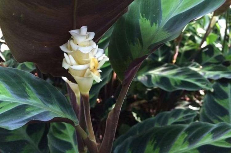 Calathea Varshevich - Types de Calathea