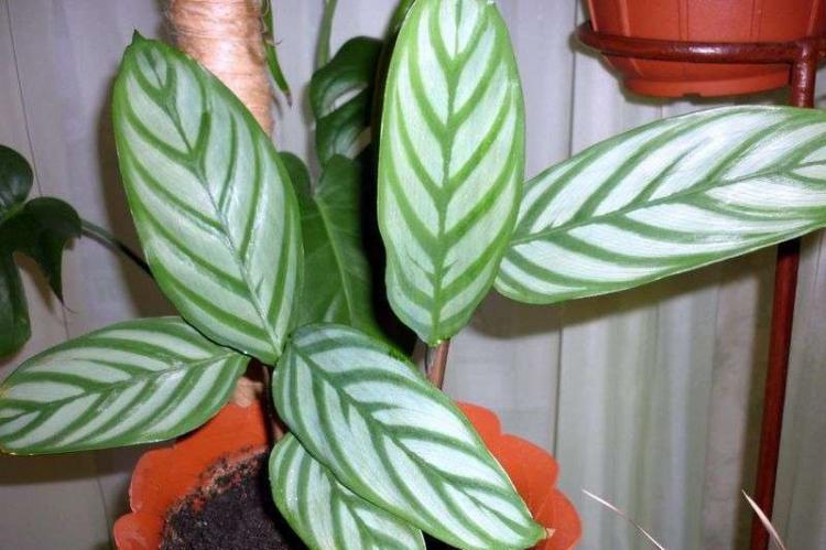 Calathea Bahema - Types de Calathea