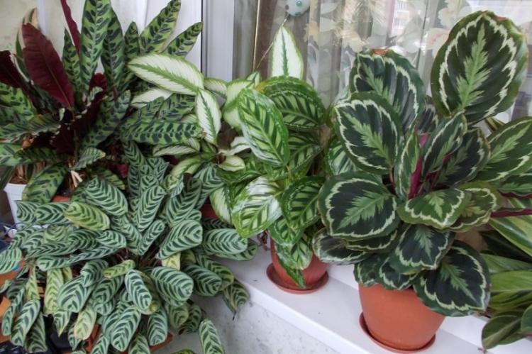 Température - Calathea Care