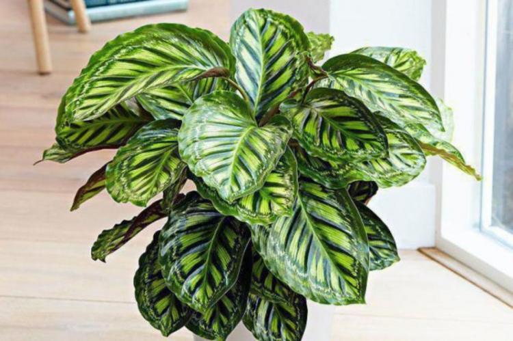 Éclairage - Calathea Care