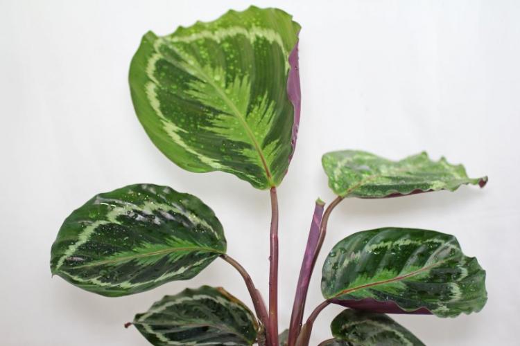 Arrosage - Calathea Care