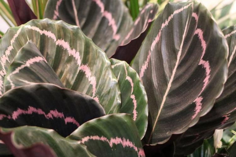 Engrais et alimentation - Calathea care