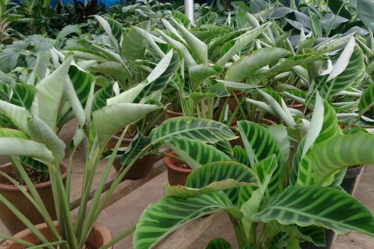 Plantation et reproduction - Calathea