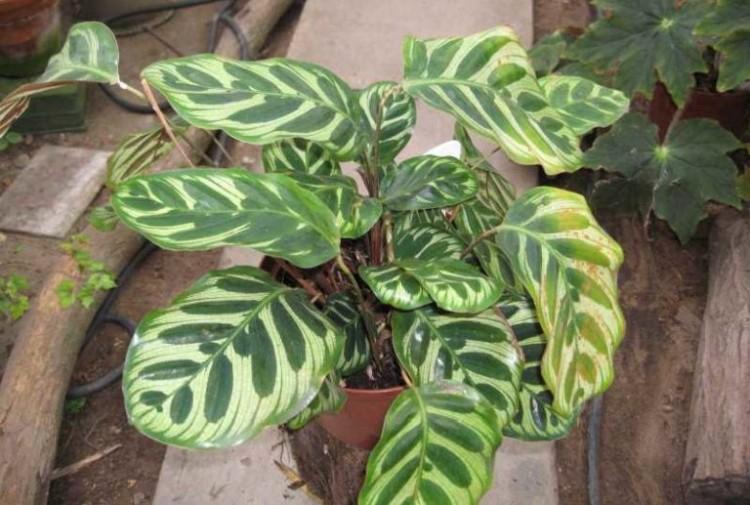 Lutte contre les parasites et les maladies - Calathea