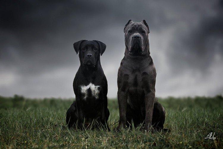 Histoire d'origine - Cane Corso