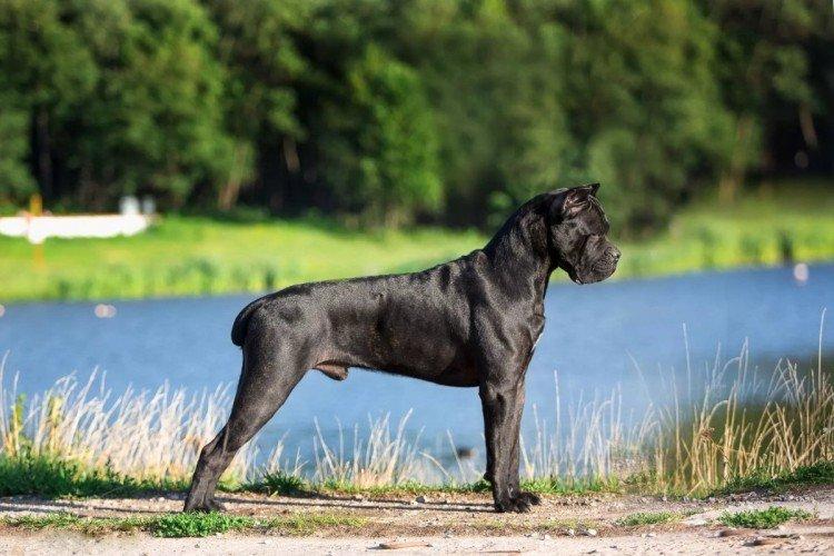 Cane Corso - standard de la race