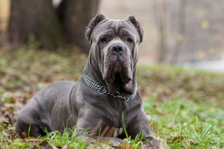 Conditions de détention - Prendre soin du cane corso