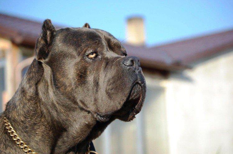 Hygiène - Soins du Cane Corso