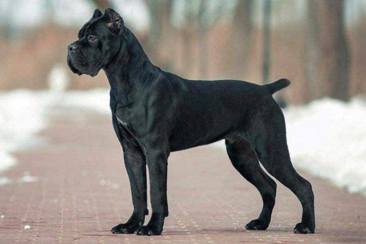 Éducation et formation - Prendre soin du Cane Corso