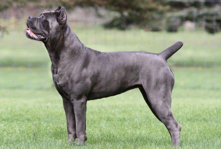 Cane Corso - photo