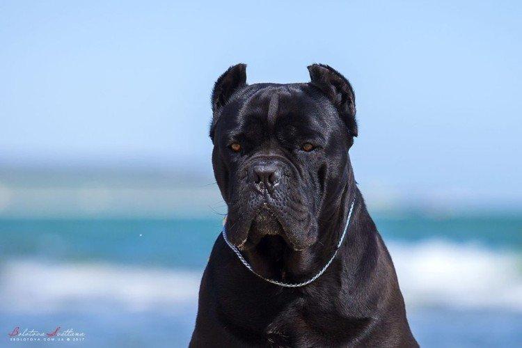 Cane Corso - photo