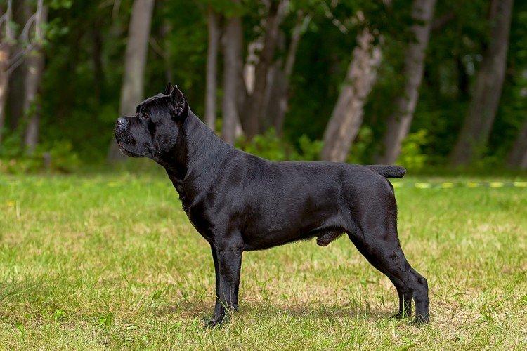 Cane Corso - photo