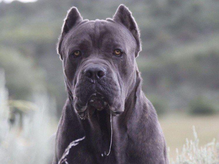 Cane Corso - photo