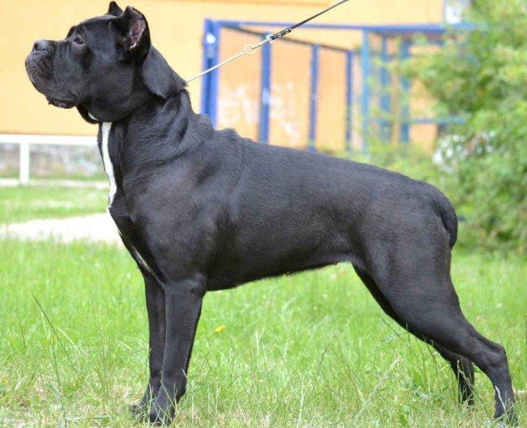Cane Corso - photo