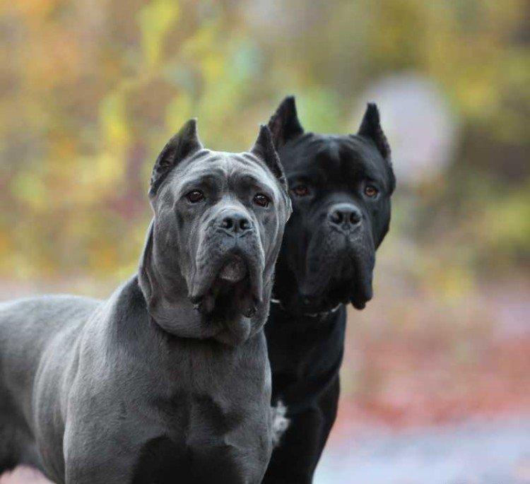 Cane Corso - photo