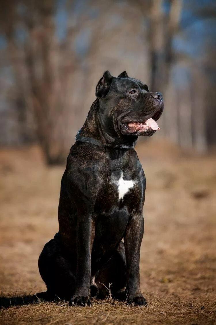 Cane Corso - photo
