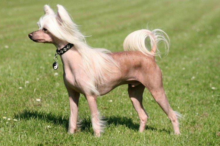 Description générale de la race - Chinese Crested