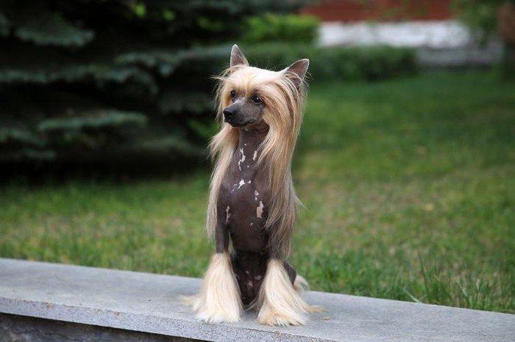 Traits et tempérament - Le caractère du Chinois à crête