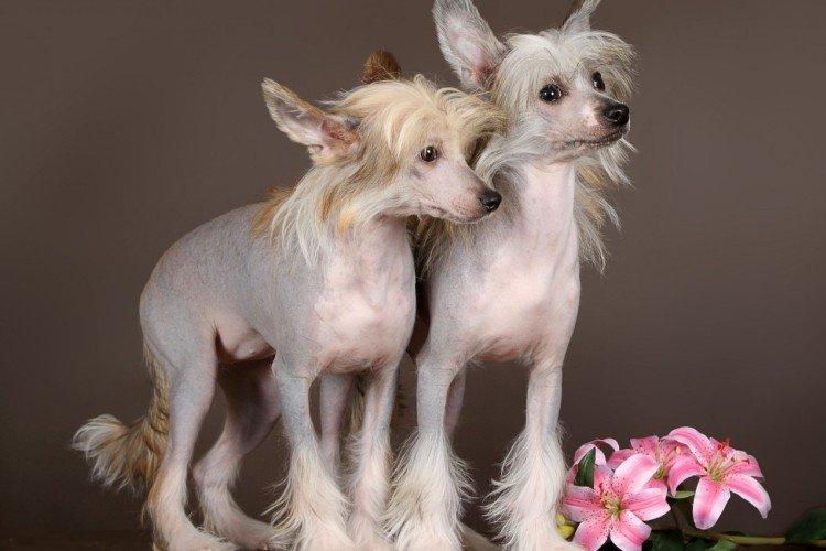 Relations avec les autres animaux - Le caractère du Chinois à crête