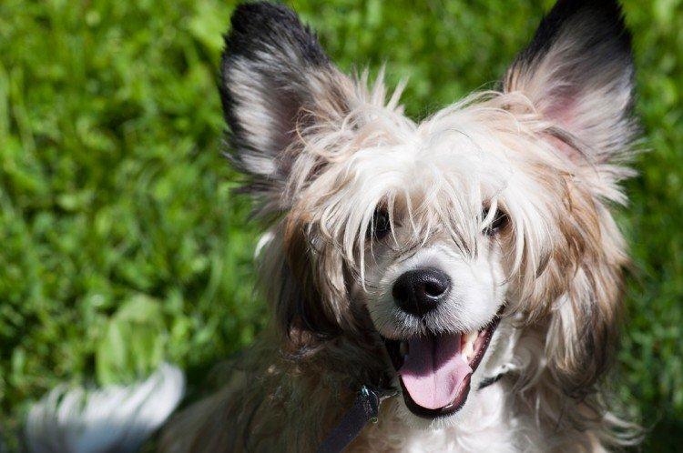 De quoi nourrir le chinois à crête