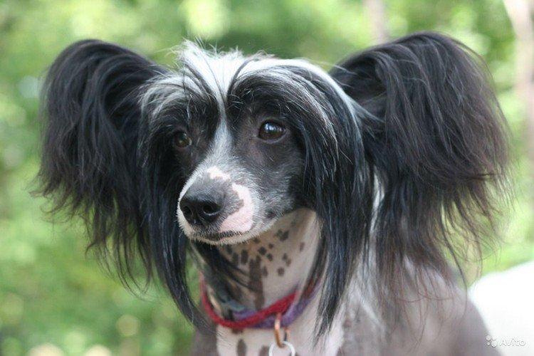 Photo de chien chinois à crête