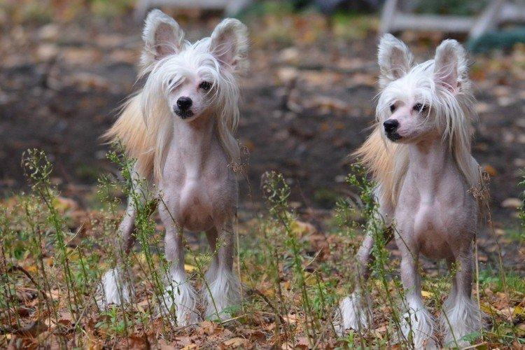 Photo de chien chinois à crête