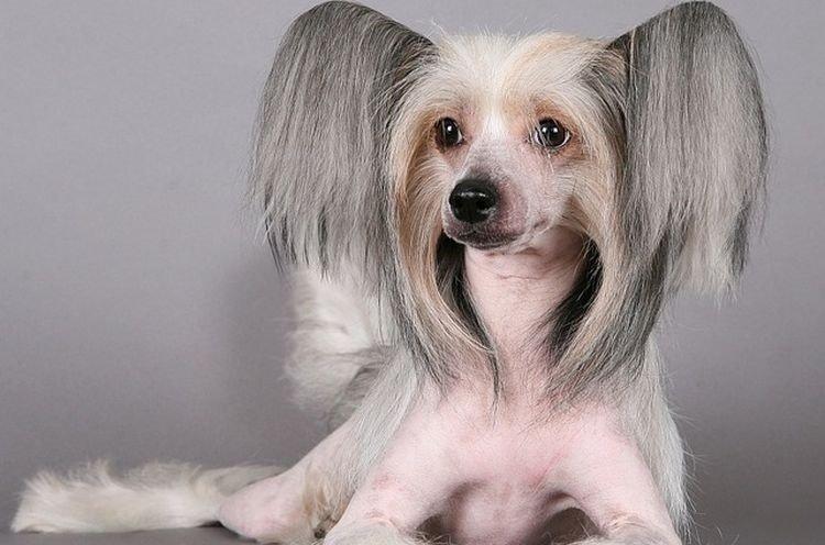 Photo de chien chinois à crête