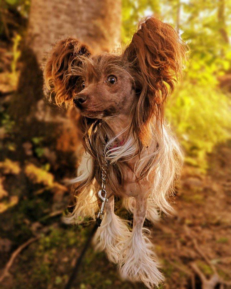 Photo de chien chinois à crête
