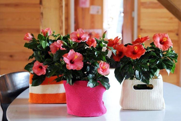 Informations générales - Rose de Chine