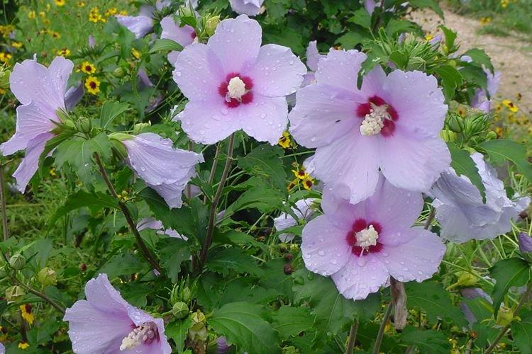 Ailes d'ange - Types de roses chinoises