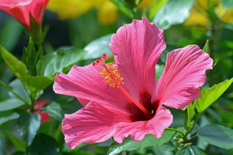 Rose chinoise d'intérieur