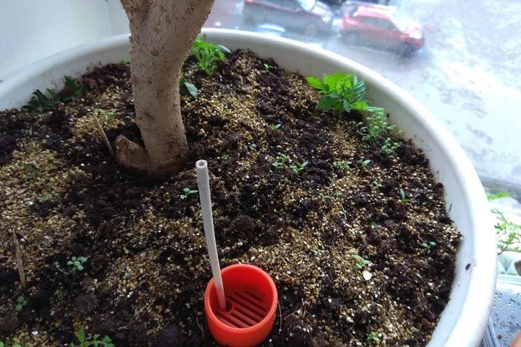 Arrosage - Soin à la Rose de Chine