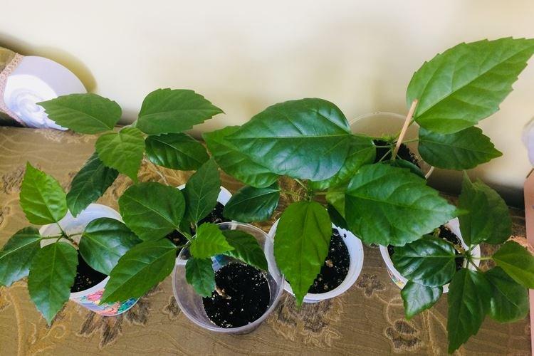 Sol - Soin à la Rose de Chine