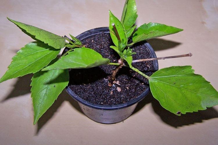 Engrais et fertilisation - Prendre soin d'une rose chinoise