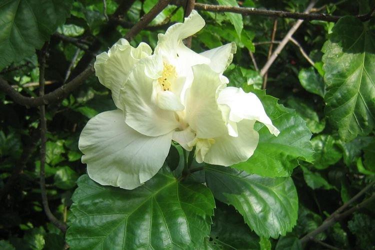 Rose de Chine - photo