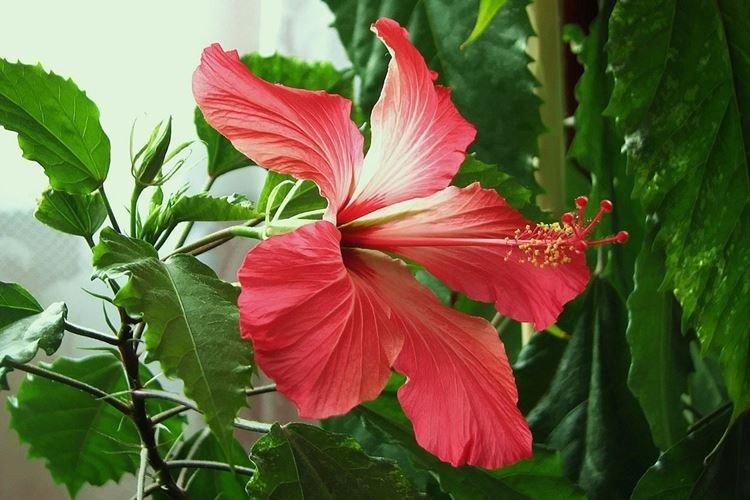 Rose de Chine - photo