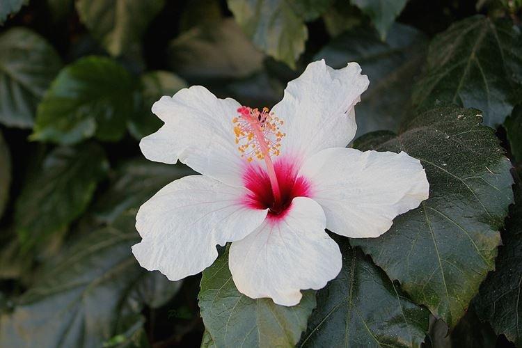 Rose de Chine - photo