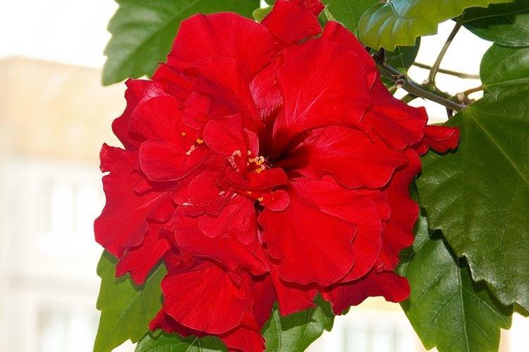 Rose de Chine - photo