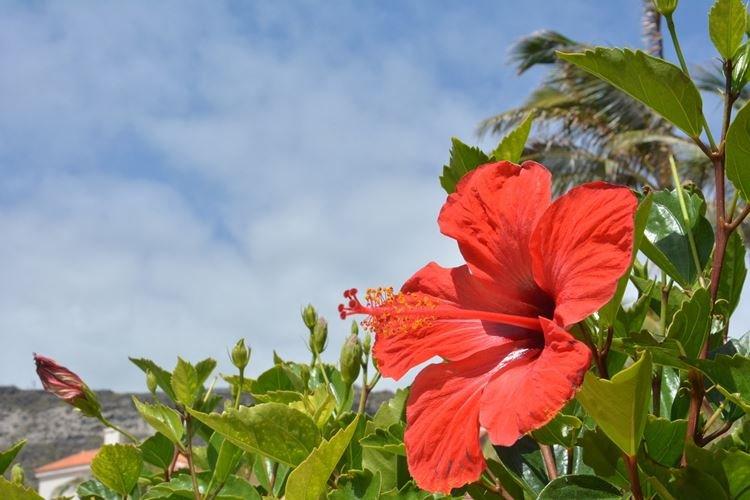 Rose de Chine - photo