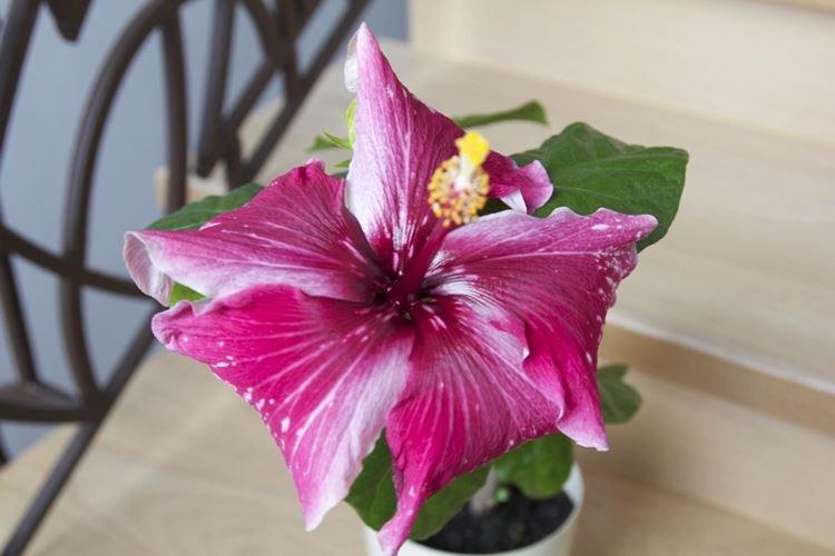 Rose de Chine - photo