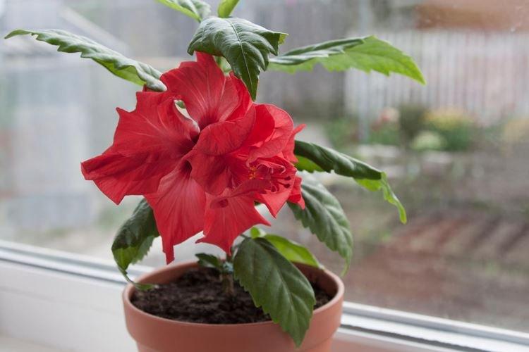 Rose de Chine - photo