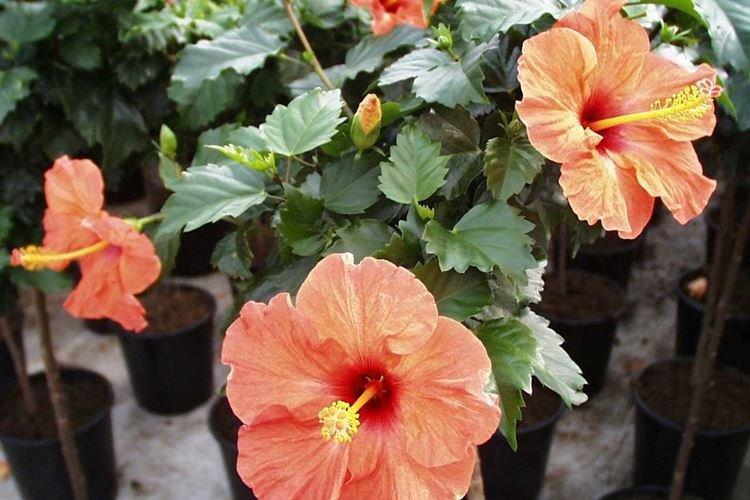 Rose de Chine - photo