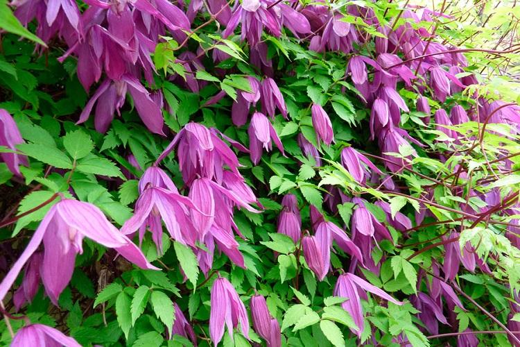 Caractéristique et application - Clématite