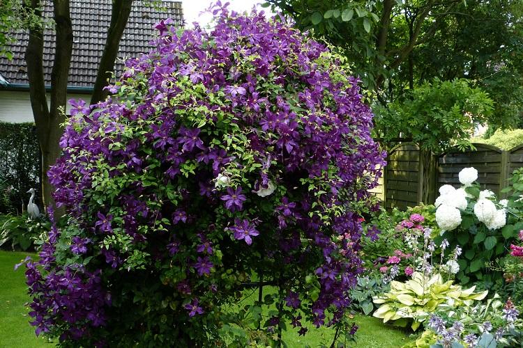 Clematis viticella - Types de clématites