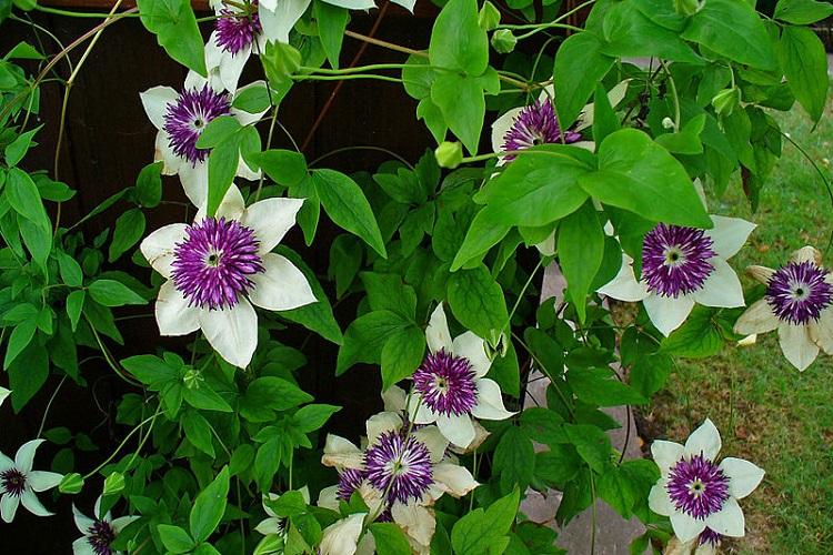 Humidité - Clematis Care